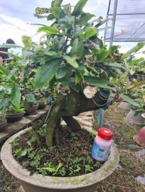 Bạch mai thái giao lưu cả nhà