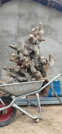 Hoàng anh mộc...