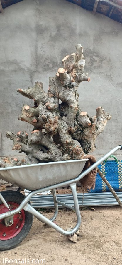 Hoàng anh mộc...
