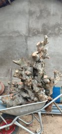 Hoàng anh mộc...