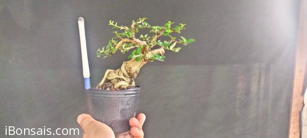 Gl ae sam hương 300k bao phí