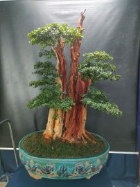 Trắc nghệ khủng, đẹp từng vân lũa ạ