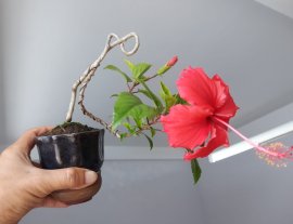 Bé Bông Bụp đỏ cute...
