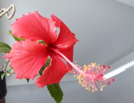 Bé Bông Bụp đỏ cute...