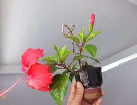 Bé Bông Bụp đỏ cute...