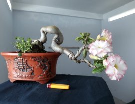 Sứ Thái ghép Hồng Bích đang hoa...