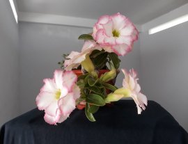 Sứ Thái ghép Hồng Bích đang hoa...
