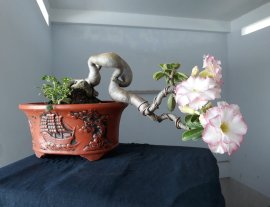 Sứ Thái ghép Hồng Bích đang hoa...