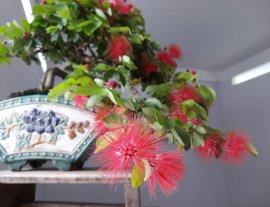 Điệp Lào đổ ôm chậu Quạt...