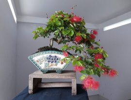 Điệp Lào đổ ôm chậu Quạt...