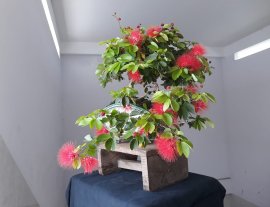 Điệp Lào đổ ôm chậu Quạt...