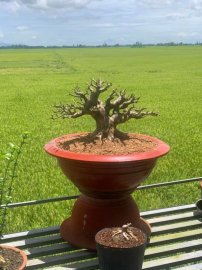 Sam hương