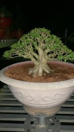 Mai chiếu thủy lá trung gần thành phẩm
