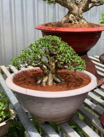 Mai chiếu thủy lá trung gần thành phẩm