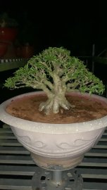 Mai chiếu thủy lá trung gần thành phẩm