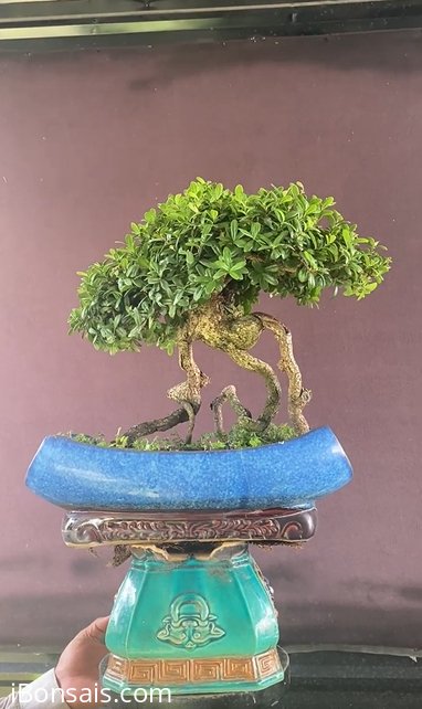Chân rễ Hải châu