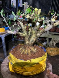 Linh sam h17 giá mềm
