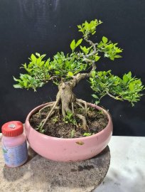 Giao lưu 2 cây nguyệt hoa chùm lùn lực nuôi cốt cành