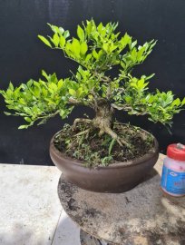 Giao lưu 2 cây nguyệt hoa chùm lùn lực nuôi cốt cành