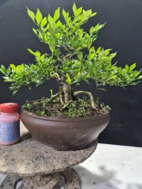 Giao lưu 2 cây nguyệt hoa chùm lùn lực nuôi cốt cành
