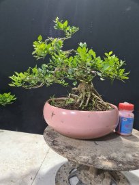 Giao lưu 2 cây nguyệt hoa chùm lùn lực nuôi cốt cành
