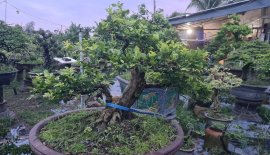 Nguyệt quế hoa chùm lùn lực
