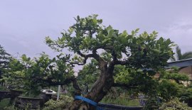 Nguyệt quế hoa chùm lùn lực