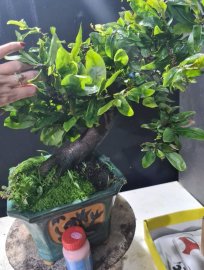 Mai vàng tự quắn giao lưu cả nhà