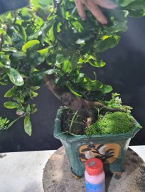 Mai vàng tự quắn giao lưu cả nhà