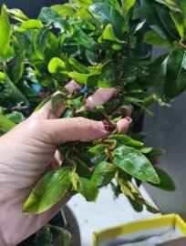 Mai vàng tự quắn giao lưu cả nhà