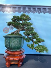 Tác phẩm sam núi trái trực huyền