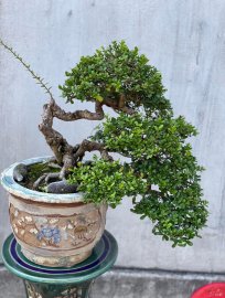 Tác Phẩm Hải Châu