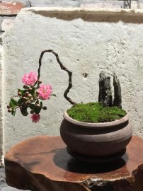 Tường vi mini đang hoa
