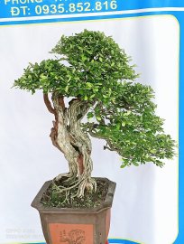Tác phẩm linh sam