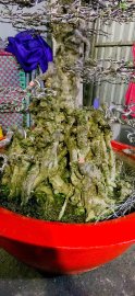 MAI CHIẾU THUỶ CỔ THỤ