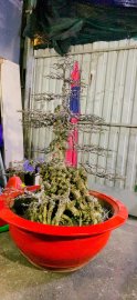 MAI CHIẾU THUỶ CỔ THỤ