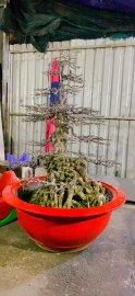 MAI CHIẾU THUỶ CỔ THỤ