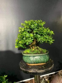 Hải châu xinh xinh