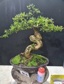 Linh sam siêu hoa rin lắc thân
