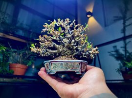 Tác phẩm núi phú sĩ