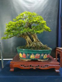 Mời ace vào xem live tối nay nhé!