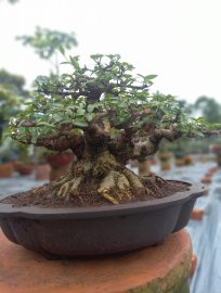 Mai chiếu thủy gò công!!!