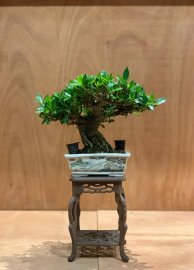 Tác phẩm mini dành dành Nhật