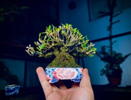 Lý Thiên Hương Cầm Tay
