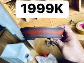 GL ae chậu Bigei Nhật Bản