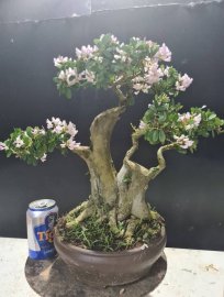 Linh sam hồng phấn đang hoa