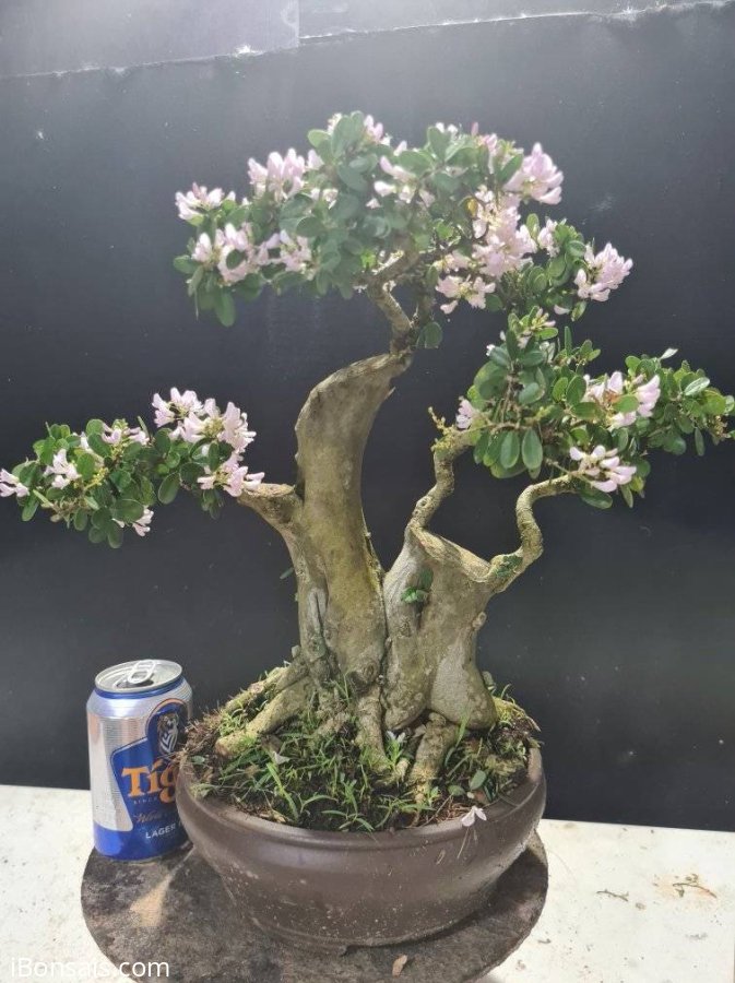 Linh sam hồng phấn đang hoa