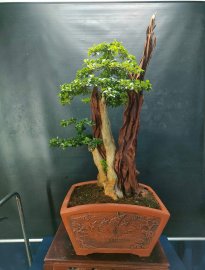 Trắc nghệ lũa siêu đẹp