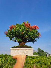 Trang đỏ lá nhỏ
