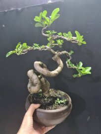 Sam hương quái giao lưu cả nhà